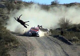 Во время ралли в Аргентине гонщик на огромной скорости сбил лошадь! (ВИДЕО)