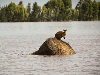 Ужасающие кадры наводнения в Австралии: когда водоплавающими становятся даже кенгуру и автомобили! (ВИДЕО)