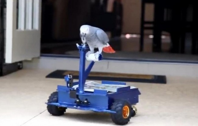 Американец построил автомобиль для… попугая! +ВИДЕО