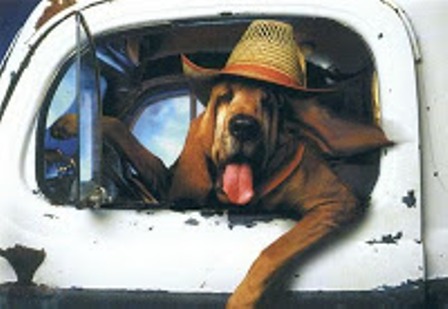 В Новой Зеландии собаку научили водить автомобиль!