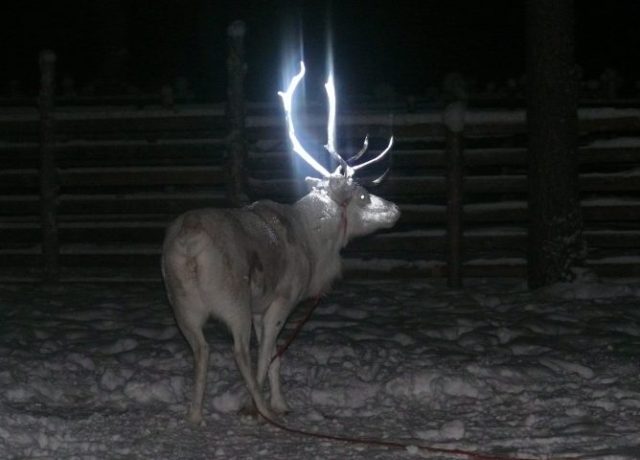 Смех и грех: в Финляндии оленей оснастили светящимися рогами!