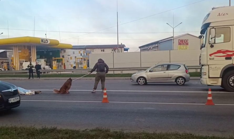 Український Хатіко ні на крок не відходив від загиблого господаря після ДТП (відео)  