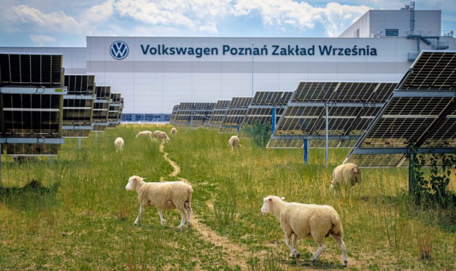 Компанія Volkswagen звільнила косарки та найняла сотню овець